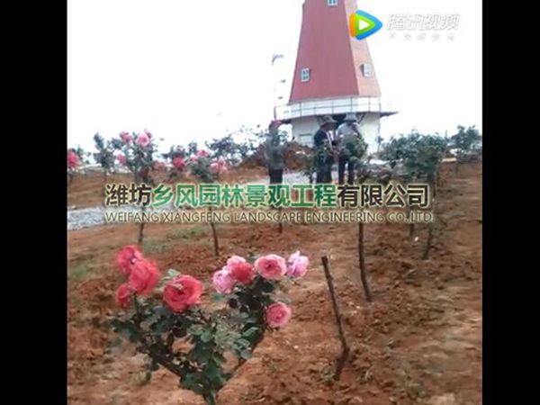 江西巴夫洛玖瑰園風(fēng)車安裝.jpg